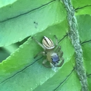 Maratus scutulatus at Mollymook Beach, NSW - 21 Apr 2022 11:11 AM