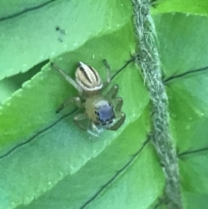 Maratus scutulatus at Mollymook Beach, NSW - 21 Apr 2022 11:11 AM