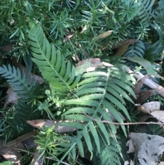 Blechnum neohollandicum (Prickly Rasp Fern) at Mollymook Beach, NSW - 21 Apr 2022 by Tapirlord