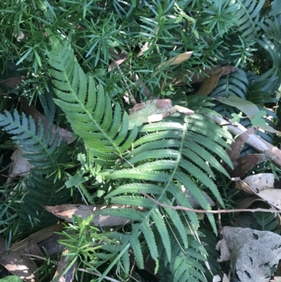 Blechnum neohollandicum (Prickly Rasp Fern) at Mollymook Beach, NSW - 21 Apr 2022 by Tapirlord