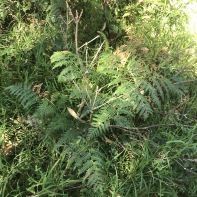 Pteridium esculentum (Bracken) at Mollymook Beach, NSW - 21 Apr 2022 by Tapirlord