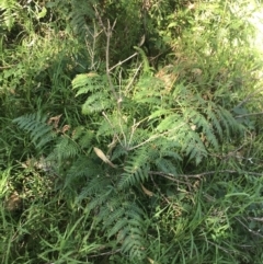 Pteridium esculentum at Mollymook Beach, NSW - 21 Apr 2022