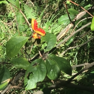 Pittosporum revolutum at Mollymook Beach, NSW - 21 Apr 2022