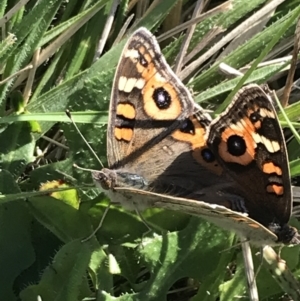 Junonia villida at Phillip, ACT - 29 Apr 2022