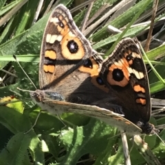 Junonia villida at Phillip, ACT - 29 Apr 2022