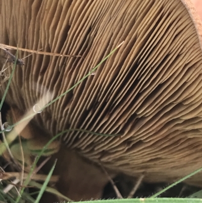 Unidentified Fungus at Garran, ACT - 28 Apr 2022 by Tapirlord