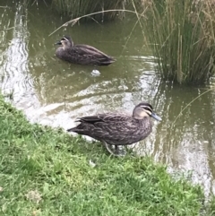 Anas superciliosa (Pacific Black Duck) at Phillip, ACT - 27 Apr 2022 by Tapirlord