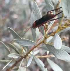 Lissopimpla excelsa (Orchid dupe wasp, Dusky-winged Ichneumonid) at Hughes Garran Woodland - 26 Apr 2022 by Tapirlord