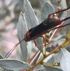 Lissopimpla excelsa at Hughes, ACT - 26 Apr 2022 05:10 PM