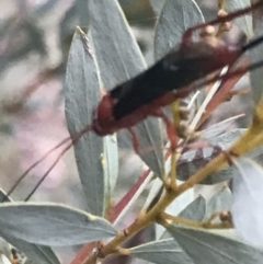 Lissopimpla excelsa at Hughes, ACT - 26 Apr 2022