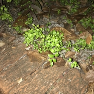 Asparagus asparagoides at Curtin, ACT - 25 Apr 2022 05:43 PM