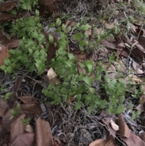 Asparagus asparagoides at Curtin, ACT - 25 Apr 2022 05:43 PM