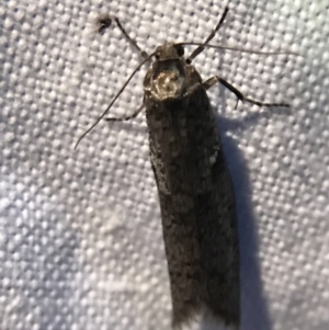 Lepidoscia adelopis, annosella and similar species at Garran, ACT - 23 Apr 2022