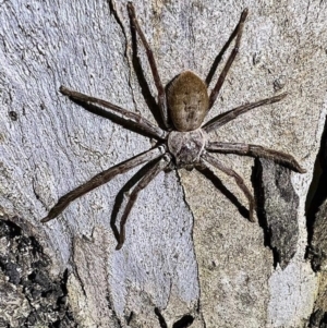 Unidentified Huntsman spider (Sparassidae) (TBC) at suppressed by SamC_