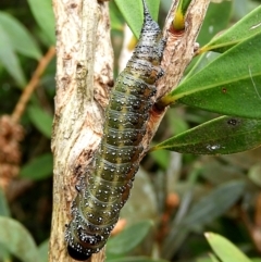 Pterygophorinae (subfamily) (Sawfly) at Crooked Corner, NSW - 7 May 2022 by Milly