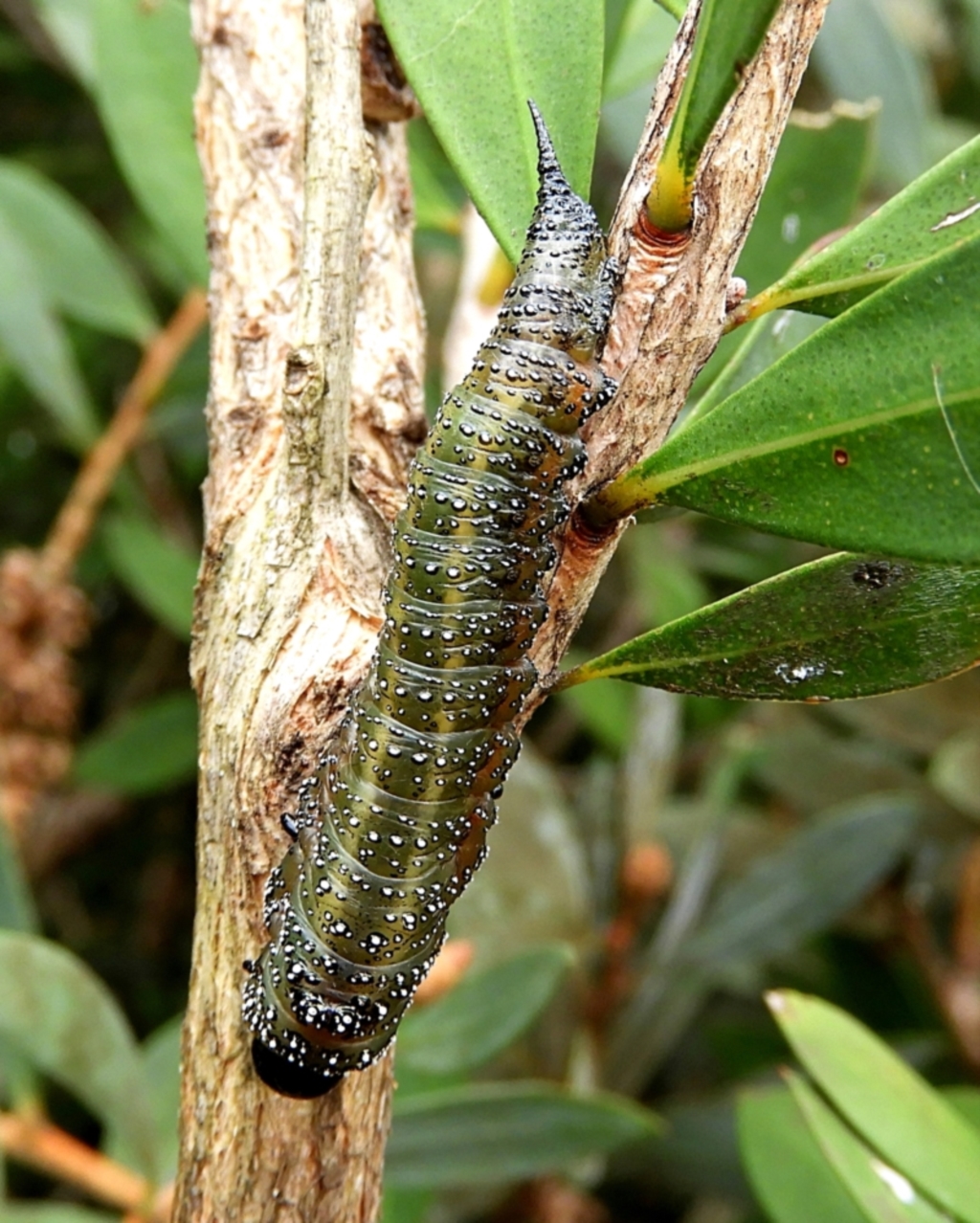 Pterygophorinae (subfamily) at Crooked Corner, NSW - 7 May 2022