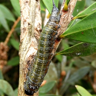 Pterygophorinae (subfamily) (Sawfly) at Crooked Corner, NSW - 7 May 2022 by Milly