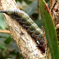 Pterygophorinae (subfamily) at Crooked Corner, NSW - 7 May 2022