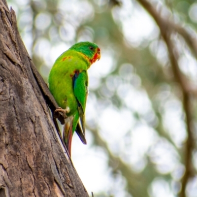 Lathamus discolor (Swift Parrot) at Campbell, ACT - 7 May 2022 by Chris Appleton
