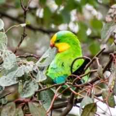 Polytelis swainsonii (Superb Parrot) at Katoomba Park, Campbell - 7 May 2022 by Chris Appleton