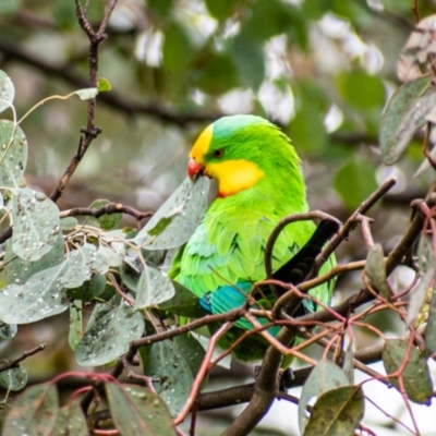 Polytelis swainsonii (Superb Parrot) at Campbell, ACT - 7 May 2022 by Chris Appleton