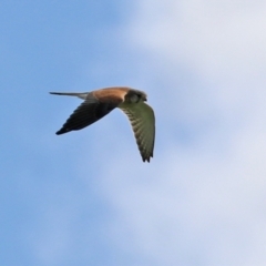 Falco cenchroides (Nankeen Kestrel) at Paddys River, ACT - 6 May 2022 by RodDeb