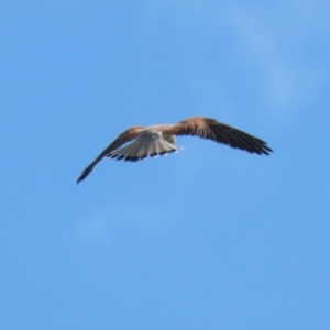 Falco cenchroides at Paddys River, ACT - 6 May 2022