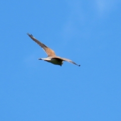 Falco cenchroides at Paddys River, ACT - 6 May 2022