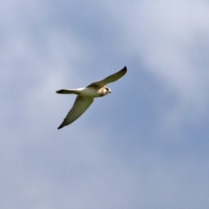 Falco cenchroides at Paddys River, ACT - 6 May 2022