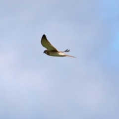 Falco cenchroides at Paddys River, ACT - 6 May 2022