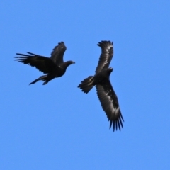 Aquila audax (Wedge-tailed Eagle) at Tharwa, ACT - 6 May 2022 by RodDeb