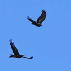 Aquila audax at Tharwa, ACT - 6 May 2022 11:49 AM