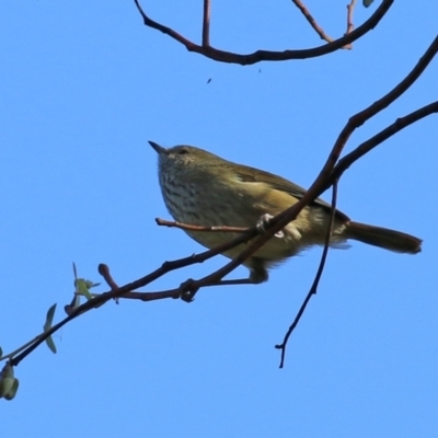 Acanthiza pusilla (Brown Thornbill) at Paddys River, ACT - 6 May 2022 by RodDeb