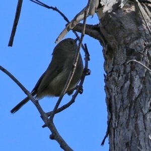 Acanthiza pusilla at Paddys River, ACT - 6 May 2022