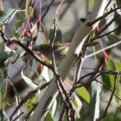 Acanthiza pusilla at Paddys River, ACT - 6 May 2022