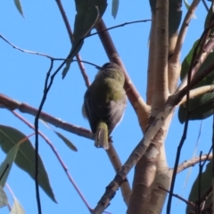 Melithreptus brevirostris (Brown-headed Honeyeater) at Paddys River, ACT - 6 May 2022 by RodDeb