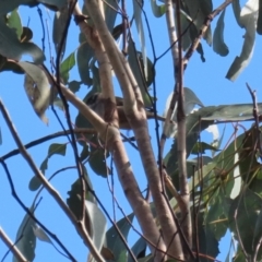 Melithreptus brevirostris at Paddys River, ACT - 6 May 2022
