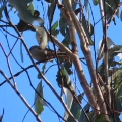 Melithreptus brevirostris at Paddys River, ACT - 6 May 2022