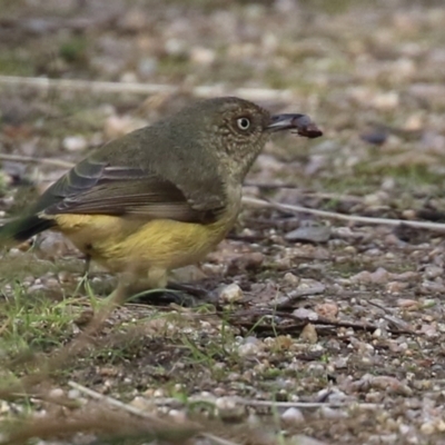 Acanthiza reguloides (Buff-rumped Thornbill) at Paddys River, ACT - 6 May 2022 by RodDeb