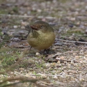 Acanthiza reguloides at Paddys River, ACT - 6 May 2022