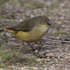 Acanthiza reguloides at Paddys River, ACT - 6 May 2022