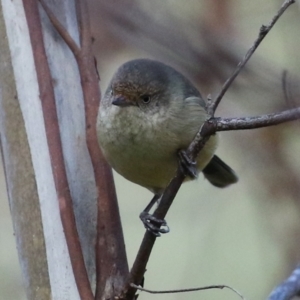 Acanthiza reguloides at Paddys River, ACT - 6 May 2022