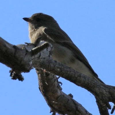 Pachycephala pectoralis (Golden Whistler) at Namadgi National Park - 6 May 2022 by RodDeb