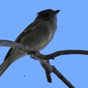 Pachycephala pectoralis at Paddys River, ACT - 6 May 2022