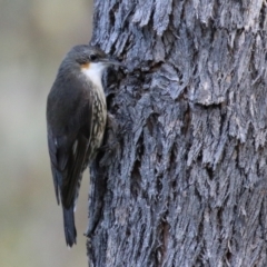 Cormobates leucophaea (White-throated Treecreeper) at Namadgi National Park - 6 May 2022 by RodDeb