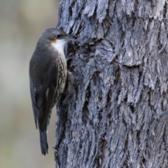 Cormobates leucophaea (White-throated Treecreeper) at Paddys River, ACT - 6 May 2022 by RodDeb
