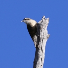 Cormobates leucophaea at Paddys River, ACT - 6 May 2022