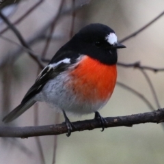 Petroica boodang (Scarlet Robin) at Paddys River, ACT - 6 May 2022 by RodDeb