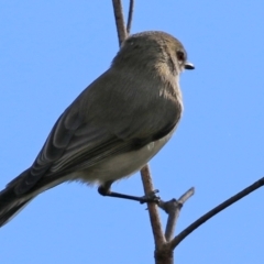 Gerygone fusca (Western Gerygone) at Paddys River, ACT - 6 May 2022 by RodDeb