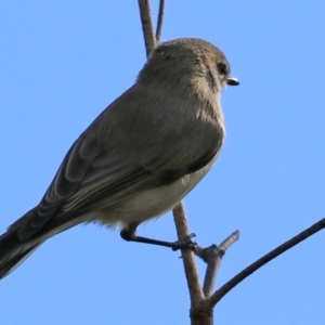 Gerygone fusca at Paddys River, ACT - 6 May 2022